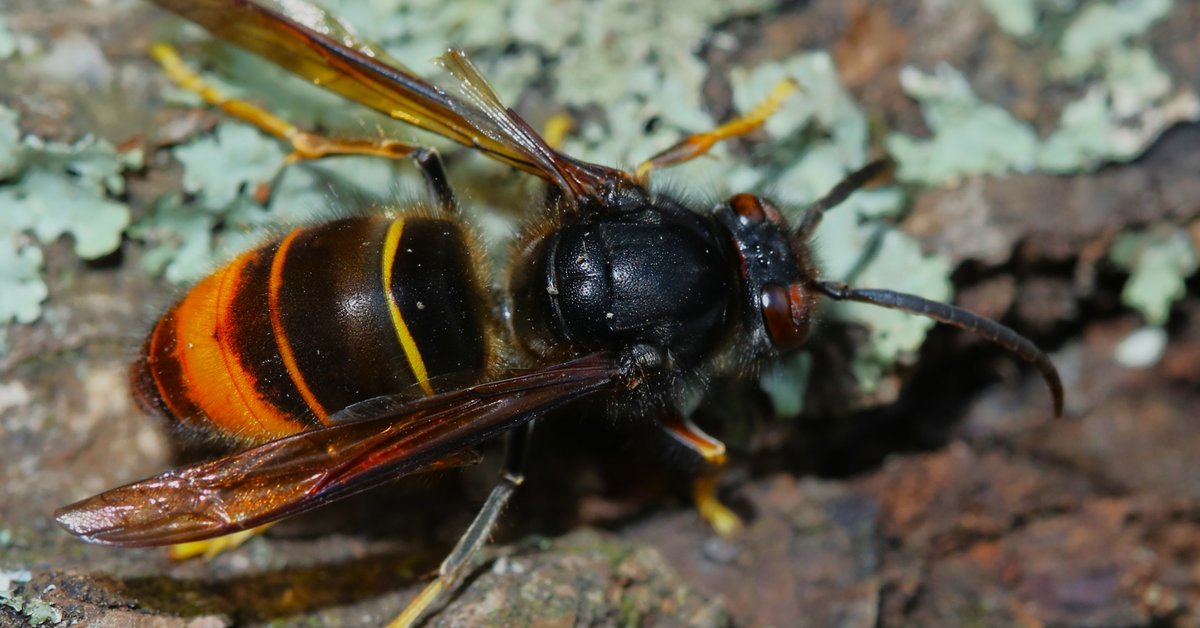 The Asian hornet has appeared in Slovakia. Its bite can be fatal